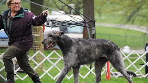 Joyce showing Cress at the National Specialty