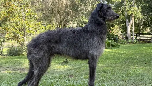 A juvenile self-stacked male deerhound
