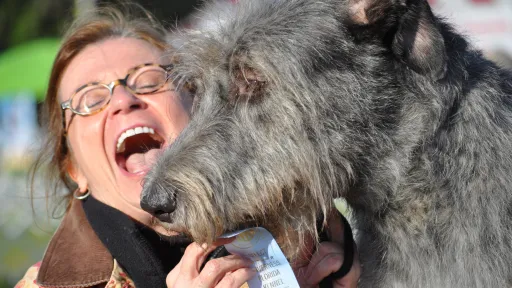 Happy attractive woman holding dog show ribbon with Irish Wolfhound