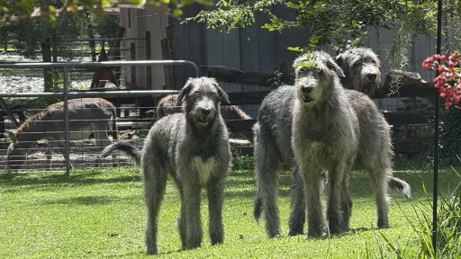 Three brindle wolfhound in the yard with a donkey in background