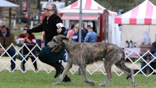 Joyce showing the Irish Wolfhound outdoors