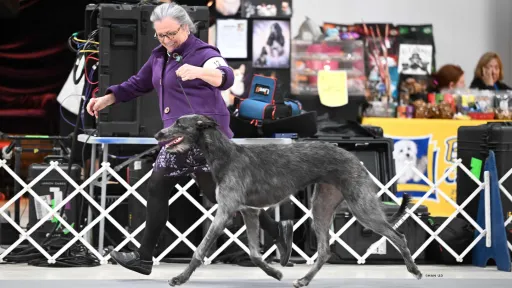 Scottish Deerhound gaiting in showing