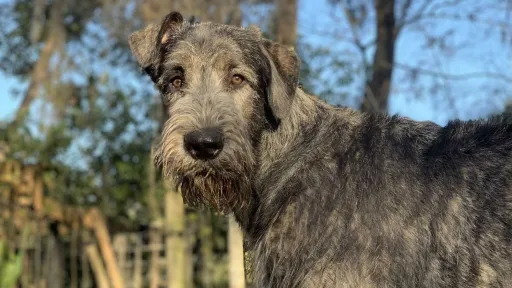 Juvenile brindle wolfhound outdoors