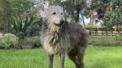 A very senior deerhound