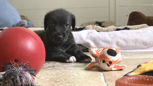 A very young wolfhound pup with her toys