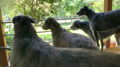 Four hounds watching the gate
