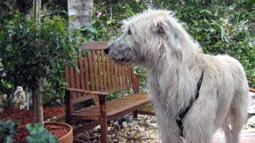 A wheaten colored Irish Wolfhound in front of a park bench