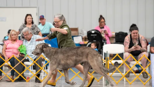 A brindle young wolfhound gaiting in show ring