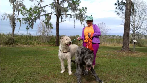 2 wolfhounds and a happy woman in a Florida park