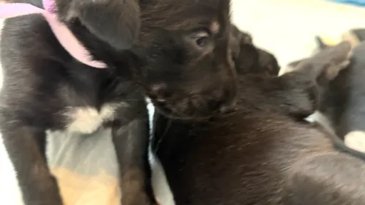 Very young puppy licking littermate