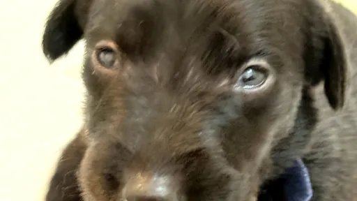Black deerhound puppy with open eyes