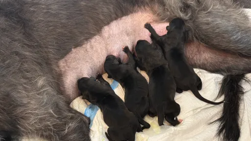 Newborn puppies nursing