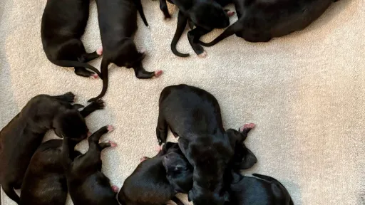 Newborn puppies lying in whelping box