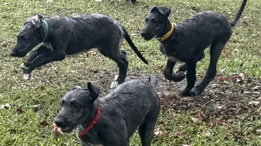 Deerhound puppies running in yard