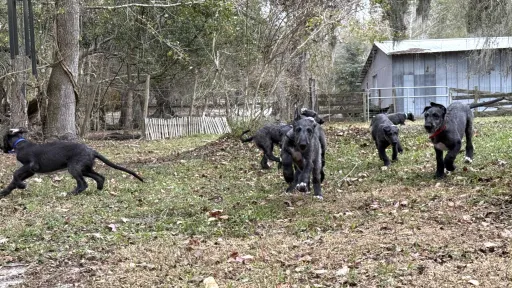 Puppy pack running at us