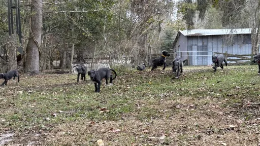 Puppies playing in the yard