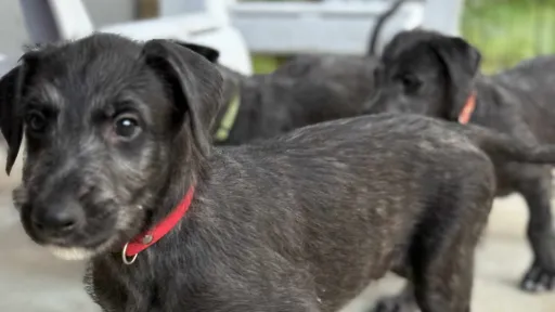 Red boy walking on porch