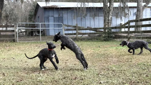 Puppies leaping and running in yard
