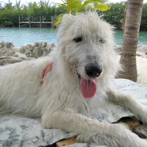 Wheaten wolfhound laying on the beach
