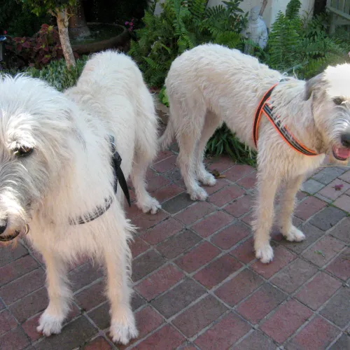 Two wheaten wolfhounds standing in a courtyard