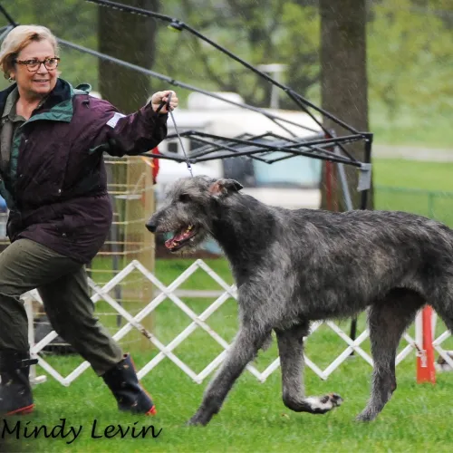 Joyce showing Cress at the National Specialty