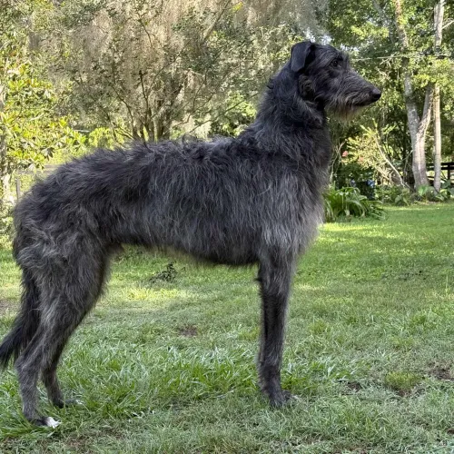 A juvenile self-stacked male deerhound