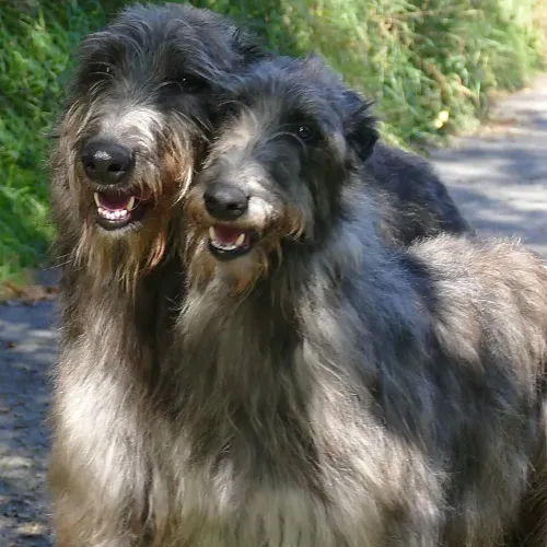 Two smiling adult deerhounds looking at camera