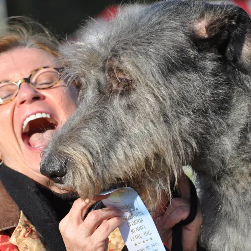 Happy attractive woman holding dog show ribbon with Irish Wolfhound