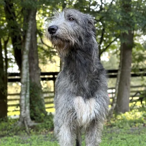 Juvenile wolfhound looking towards the sky