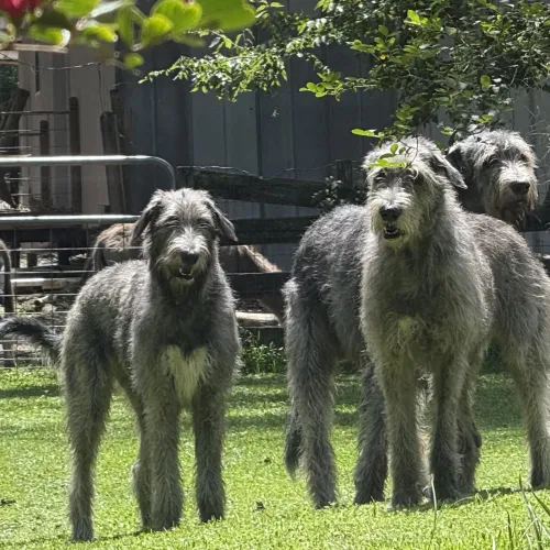 Three brindle wolfhound in the yard with a donkey in background