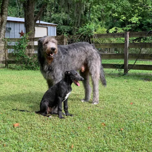 Adult wolfhound standing over deerhound puppy