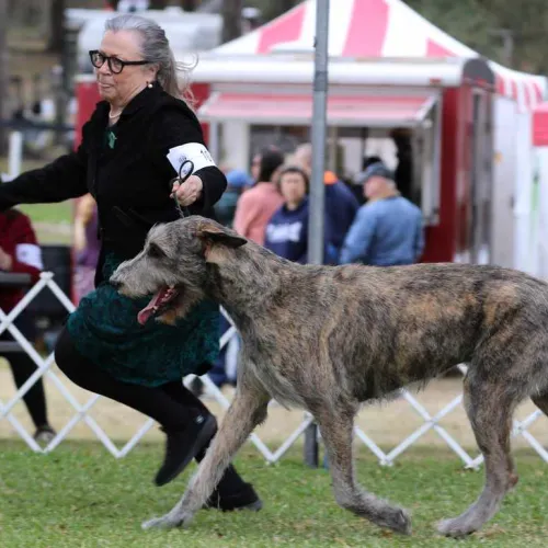 Joyce showing the Irish Wolfhound outdoors