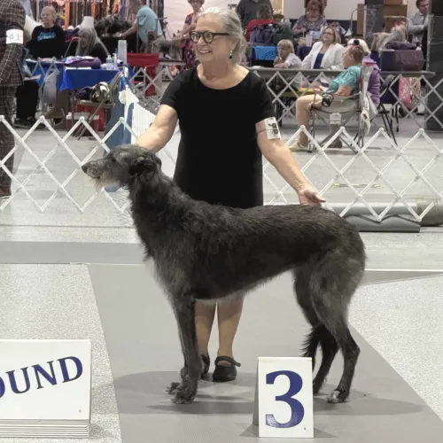 Owner handler and deerhound