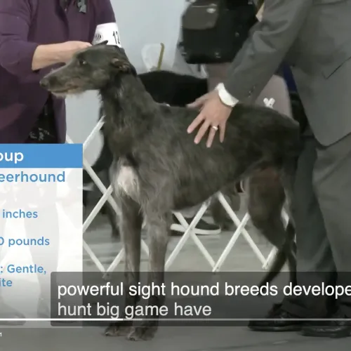 AKC TV image of deerhound being judged