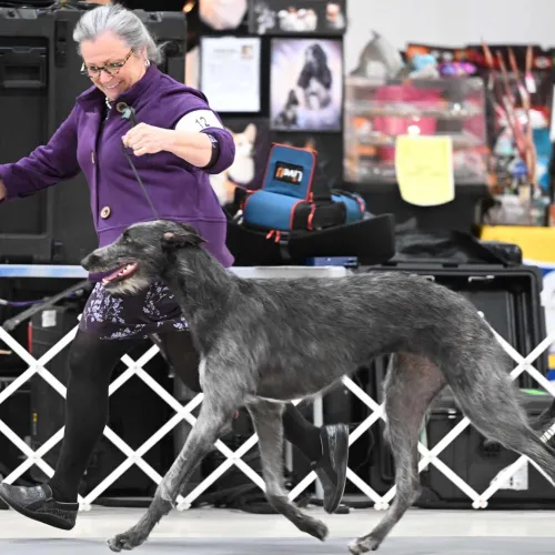 Scottish Deerhound gaiting in showing