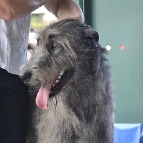 Handsome wolfhound viewed from the front