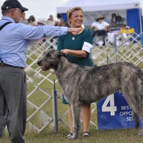 AKC judge giving instructions in the show ring