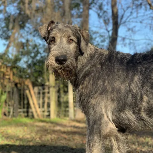 Juvenile brindle wolfhound outdoors