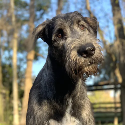 Quizzical look from a young wolfhound