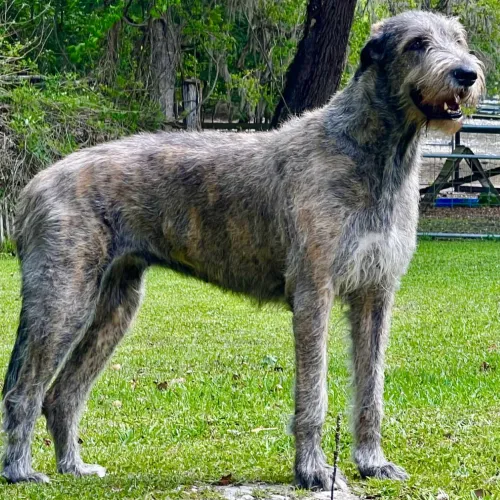 Juvenile Irish Wolfhound