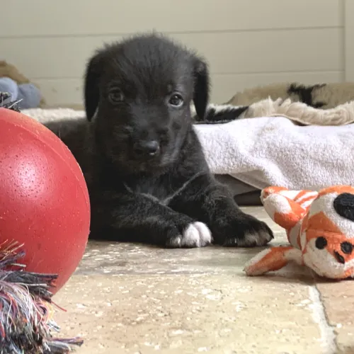 A very young wolfhound pup with her toys