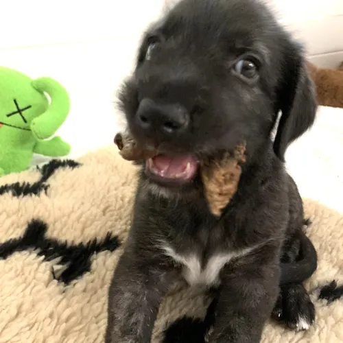 Very young wolfhound pup