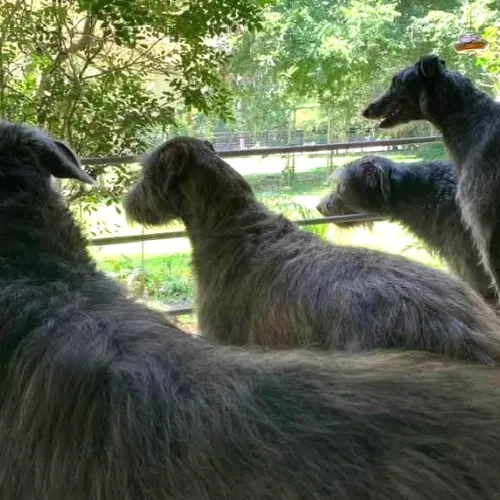 Four hounds watching the gate