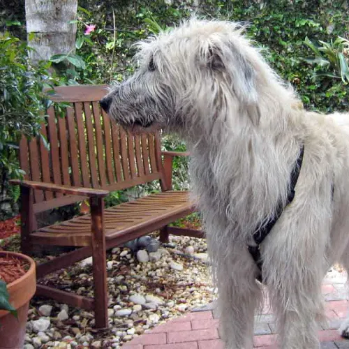 A wheaten colored Irish Wolfhound in front of a park bench