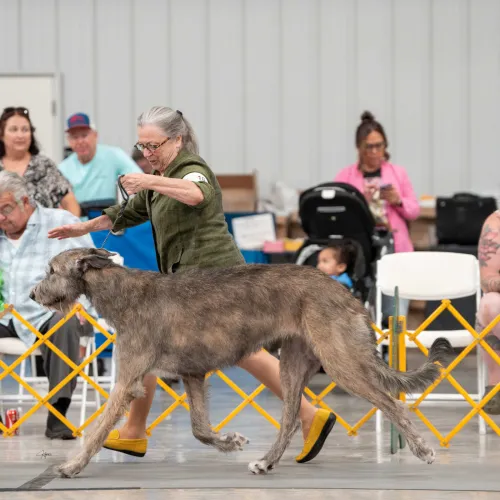 A brindle young wolfhound gaiting in show ring