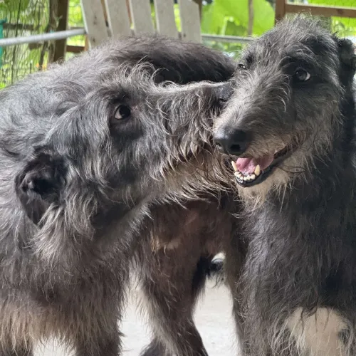 Two Scottish deerhounds nuzzle each other