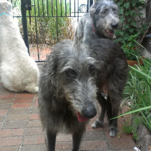 Two hounds face the camera while a wheaten wolfhound looks the other way