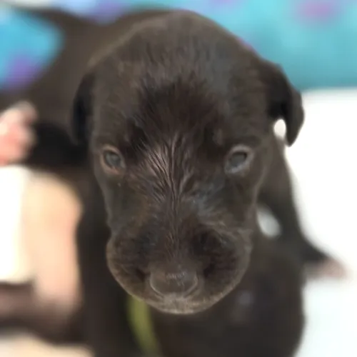 Very young deerhound puppy with open eyes