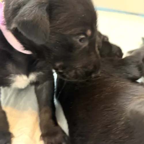 Very young puppy licking littermate