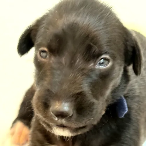 Black deerhound puppy with open eyes